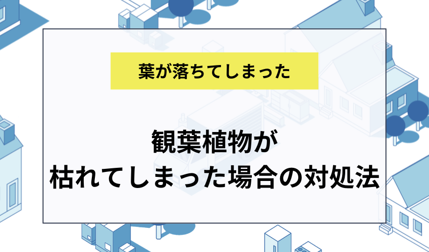 観葉植物が枯れてしまった場合の対処法